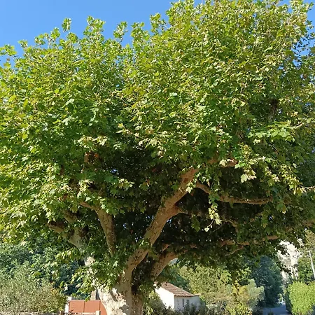 Des Deux Platanes * Orgon